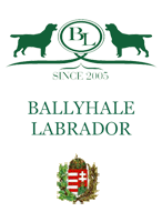 Ballyhale Labrador